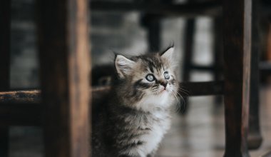 Казахстанку требуют наказать после гибели котёнка в стиральной машине