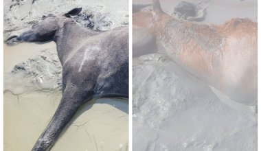 Остались без скота и крыши: жители Мангистау просят помощи после ливней