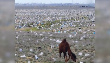 "К сожалению, это не ИИ": шокирующие кадры сняты в казахстанской степи