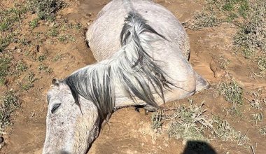 Массовая гибель лошадей: в Мангистау насчитали уже больше 550 павших животных