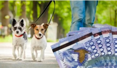 Сколько заплатят казахстанцы за потерянную собаку?