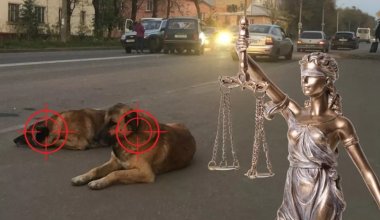 Назвали вещи своими именами: за что собаки скажут «спасибо» сенаторам?