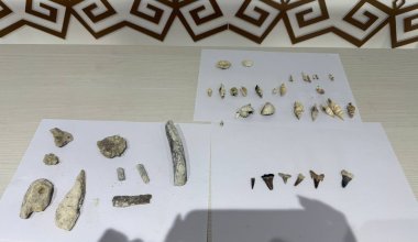 В Мангистау нашли зубы гигантских акул возрастом 40 миллионов лет