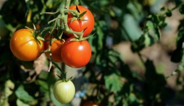 Помидоры из Китая вытесняют казахстанские с рынка