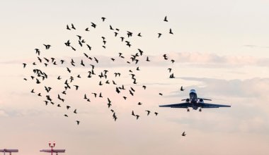 «Однажды даже заяц на полосу выскочил» - казахстанским аэропортам угрожают свалки мусора