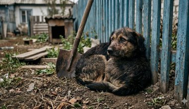 Избила лопатой собаку: в Атырау женщине вынесли приговор