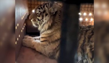Операция МЧС: как амурские тигры обрели новый дом в Казахстане