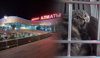 Казахстанка заявила о жестоком обращении с кошкой в аэропорту Алматы