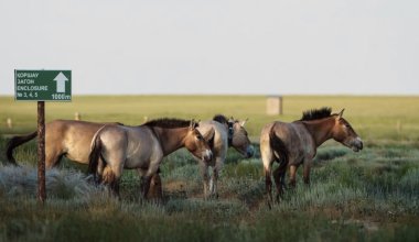 Редких лошадей Пржевальского вернули в степи Казахстана