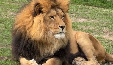 Посетительница алматинского зоопарка бросала камни во льва