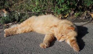 Пожарные вынесли из горящего частного дома 20 кошек и собаку в Караганде