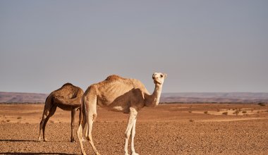 Синоптики назвали регионы, где не будет изнуряющей жары