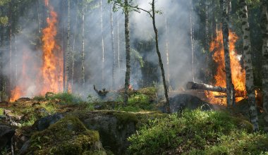 Леса Казахстана продолжают гореть: огонь подошел к Баянаулу