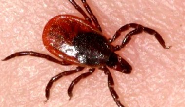 Клещи атакуют: алматинцы в панике израсходовали годовой запас лекарств