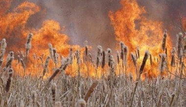 МЧС борется с огнем в болотах Сасыкколя