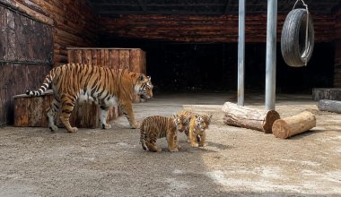 Самым известным тигрятам в Караганде дали необычные имена