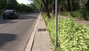 Экологи проверят последствия решения акимата Алматы