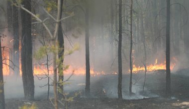 Открытый огонь потушили: что сейчас происходит в «Семей орманы»